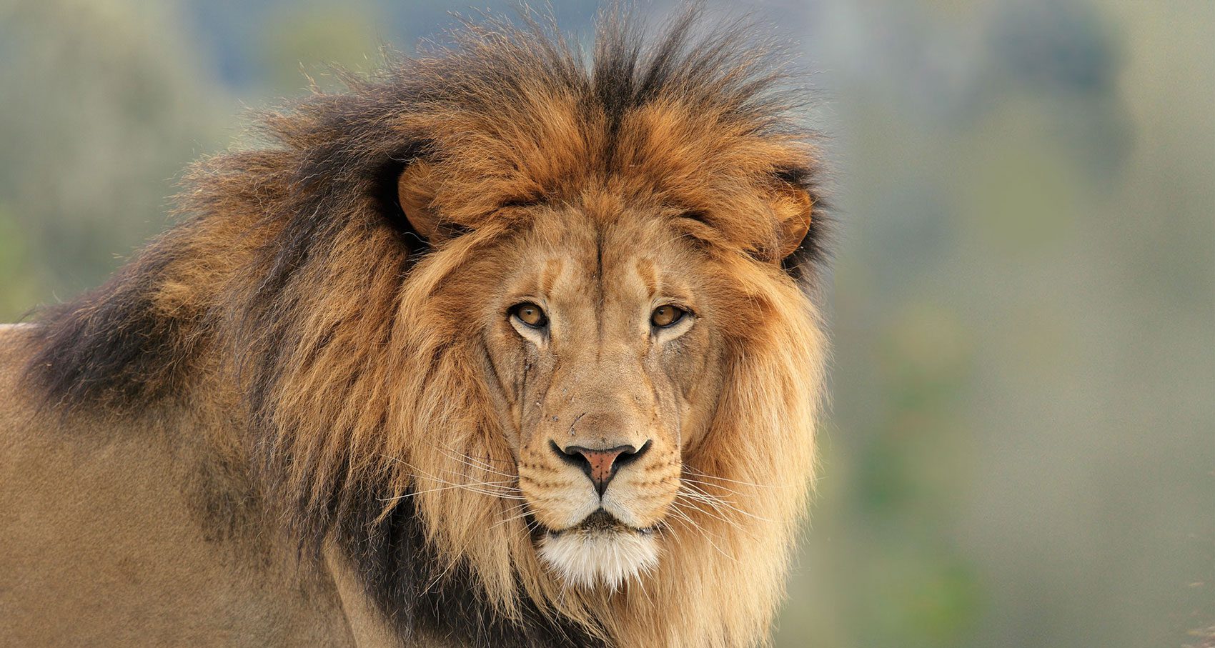 Lion resting in tall grass