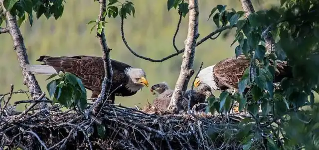 Two eagles at their nest