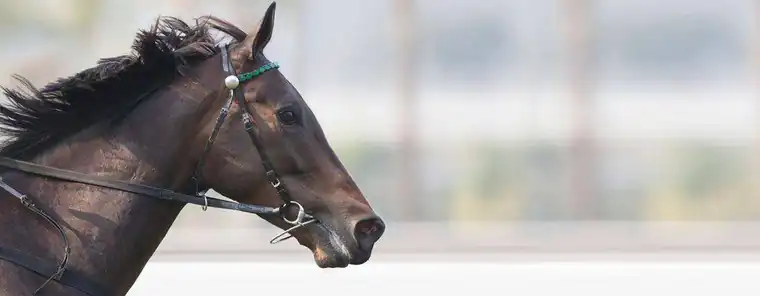 Racehorse at full stride